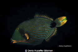 Lovely Triggerfish
Tulamben  Canon 80d by Deniz Muzaffer Gökmen 